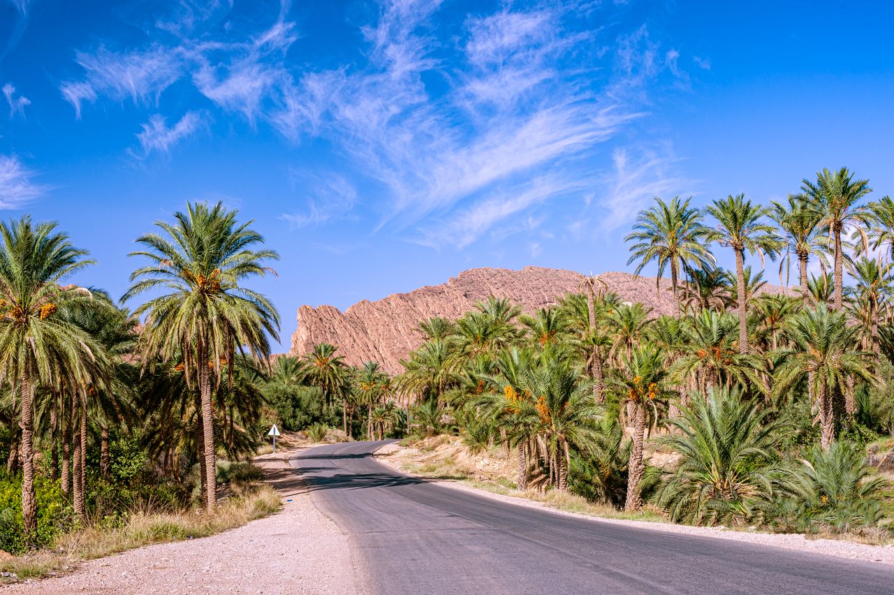 Best eSIM for Algeria; a winding asphalt road runs through a lush palm grove in Algeria under a bright blue sky with wispy white clouds.