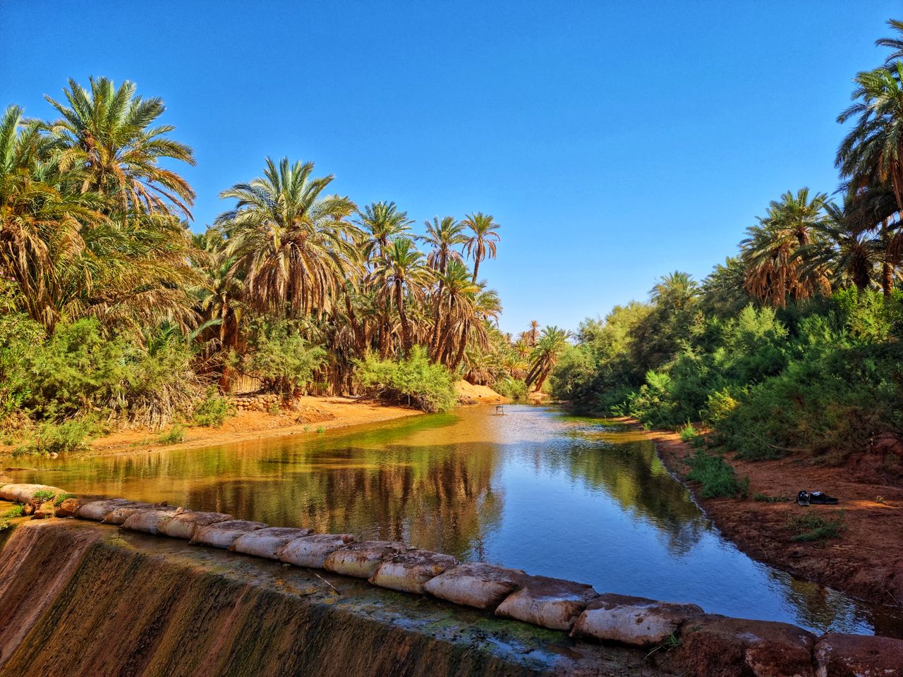 Best Algeria eSIM for travel; a calm river flowing through a lush green oasis in Algeria with tall palm trees under a clear blue sky.