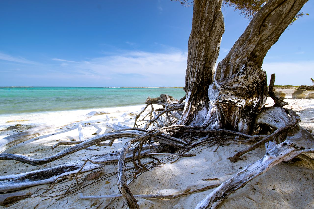 Best eSIM for Aruba; a coastal beach scene in Aruba with a large weathered tree trunk and exposed roots on white sand, turquoise water, and a clear blue sky.