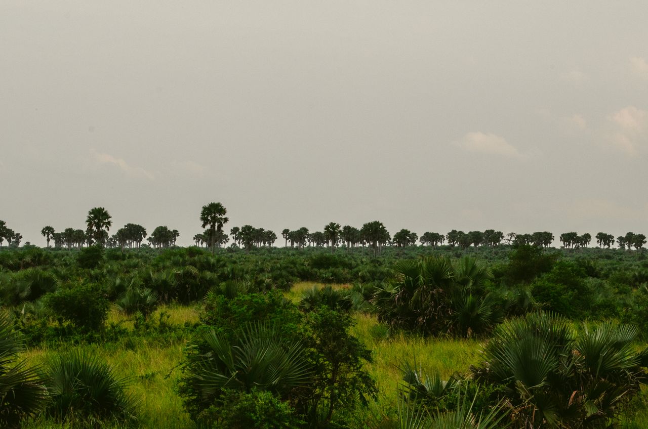 Best Benin eSIM for travel; a wide landscape view of a green marsh in Benin with dense shrubs, palm-like plants, and a distant line of tall trees.
