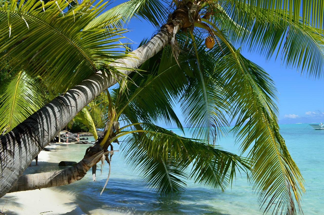 Best eSIM for French Polynesia: a tropical beach scene in French Polynesia with a large palm tree leaning over white sand and turquoise water.
