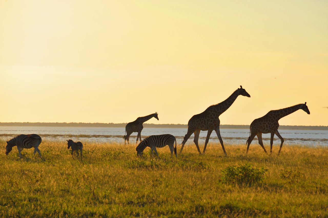 Best eSIM for Botswana; silhouetted giraffes and zebras grazing in a grassy savanna landscape at sunset, with a pale yellow sky.