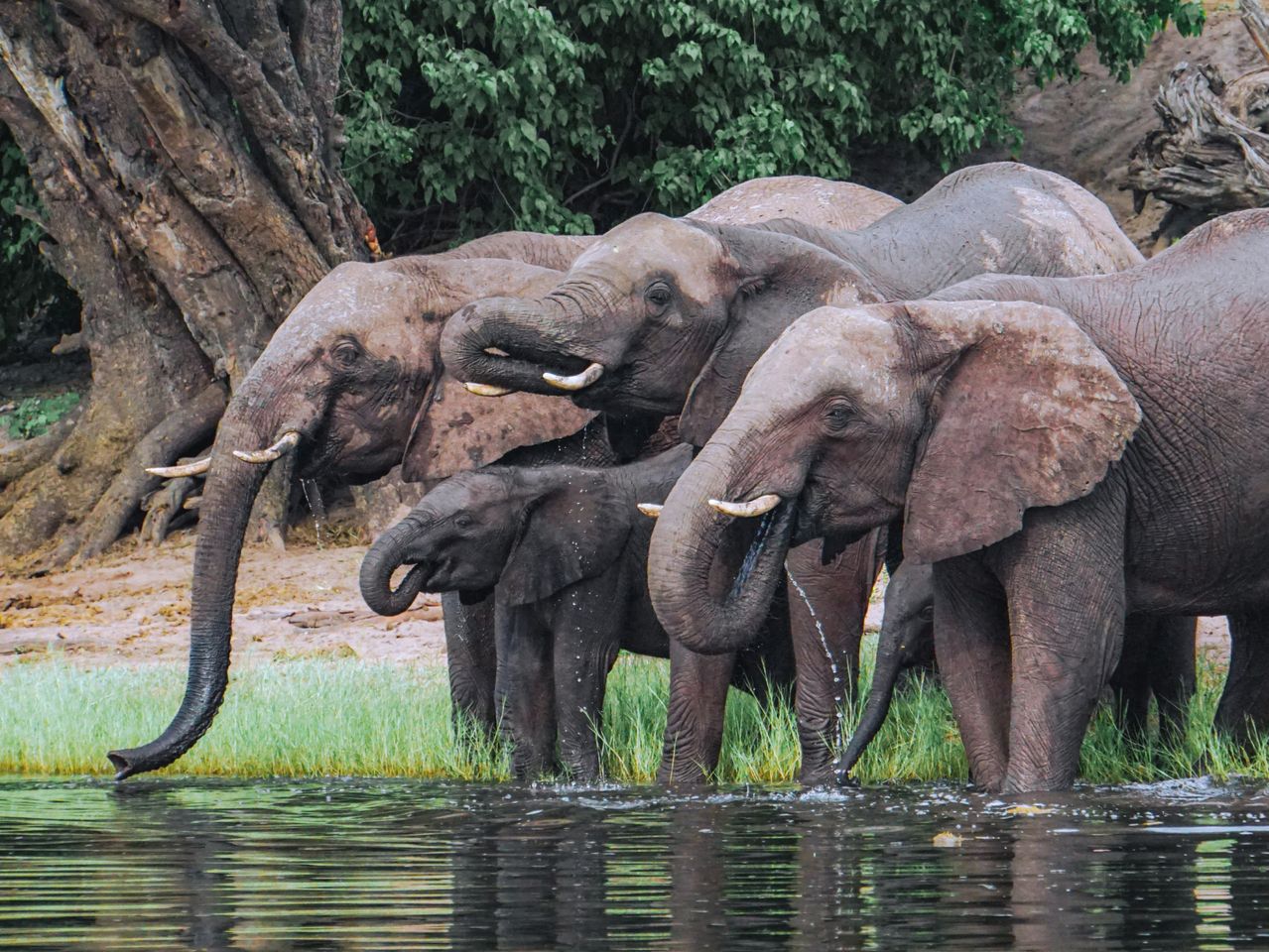 Best Botswana eSIM for travel; A group of African elephants standing in shallow water at a riverbank in Botswana, with trees and grass in the background.