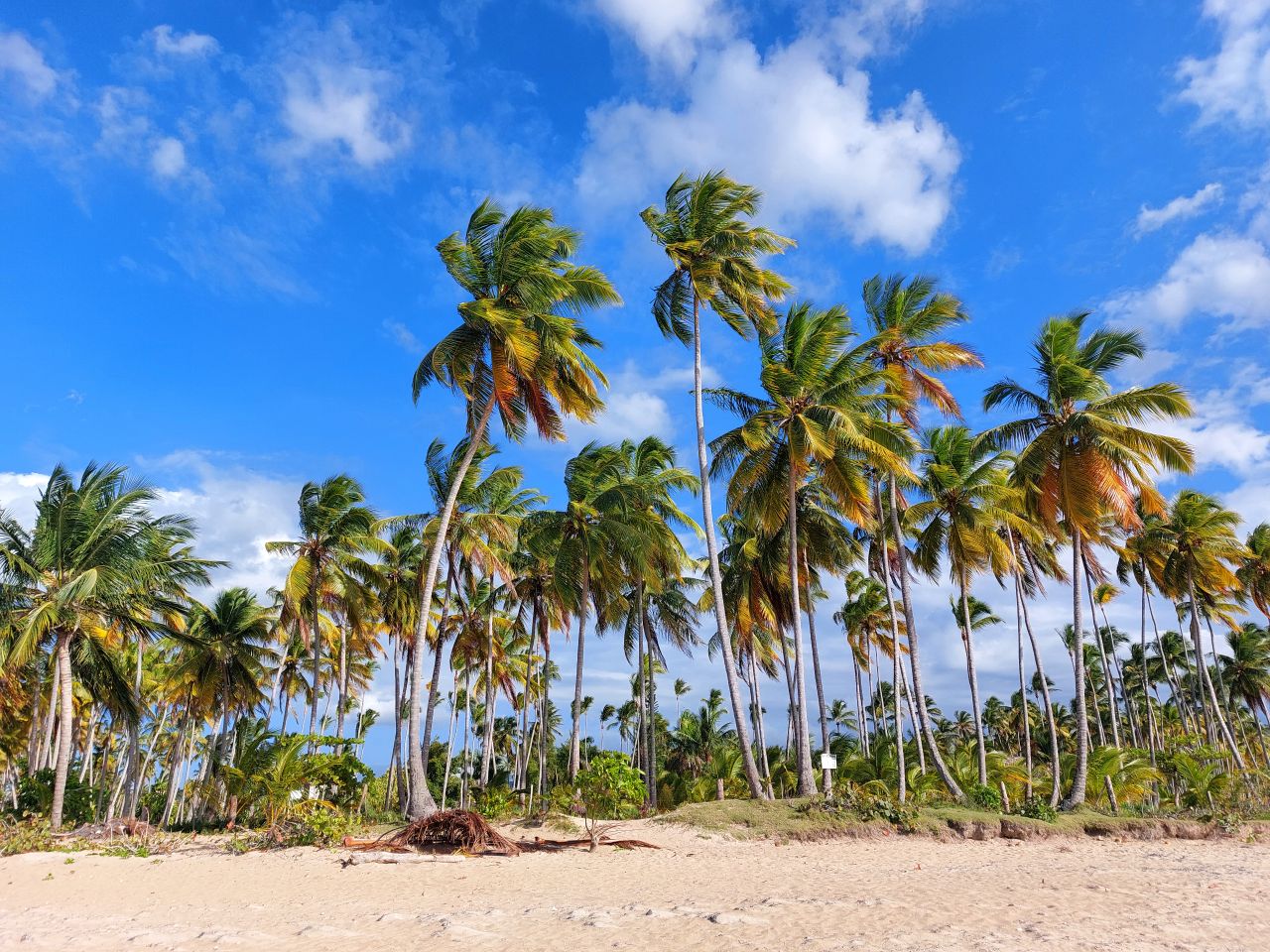 Dominican Republic eSIM plans - photo of beach and palm trees