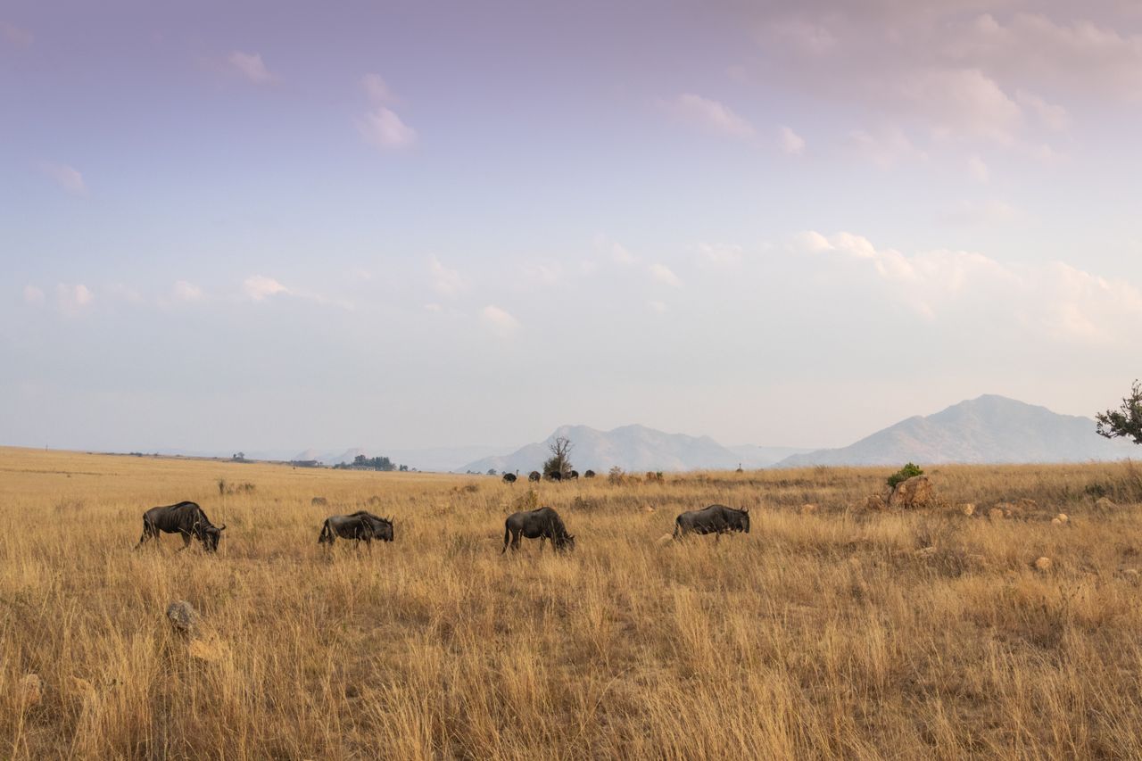 Best eSIM for Eswatini; a wide savanna landscape with several wildebeest grazing in dry golden grass under a pale blue sky.