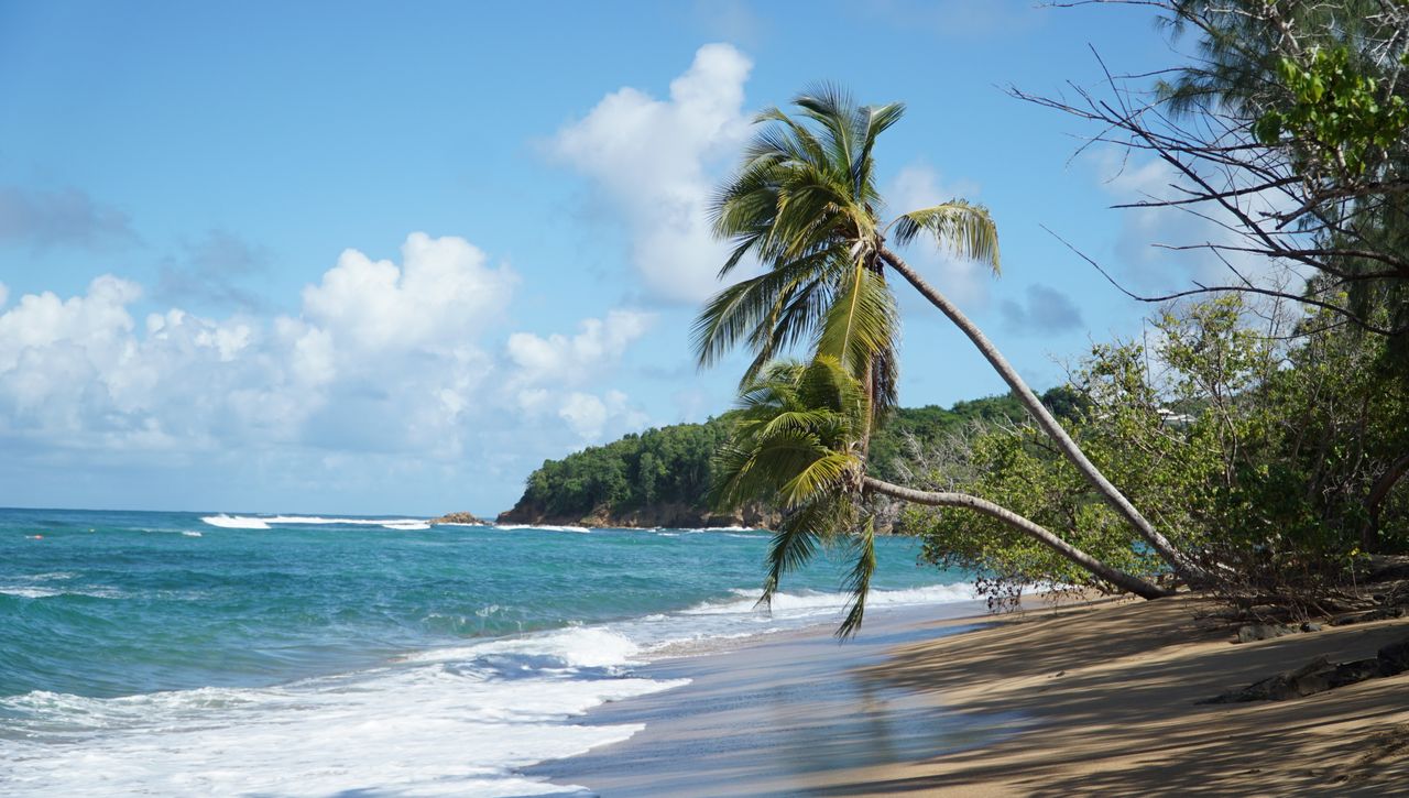 Best Guadeloupe eSIM plans - photo of Guadeloupe seashore with palm trees leaning over the beach