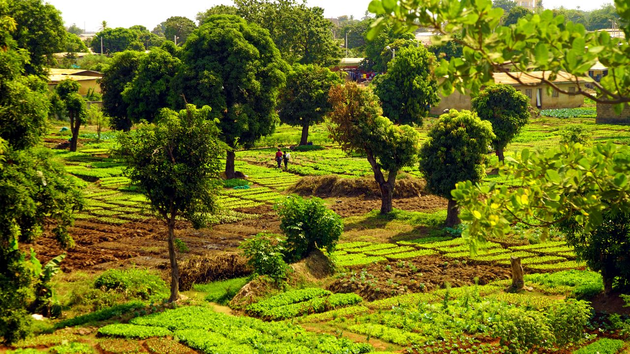 Best Guinea eSIM for travel; a lush green landscape in Guinea with trees and fields, possibly in a rural area.