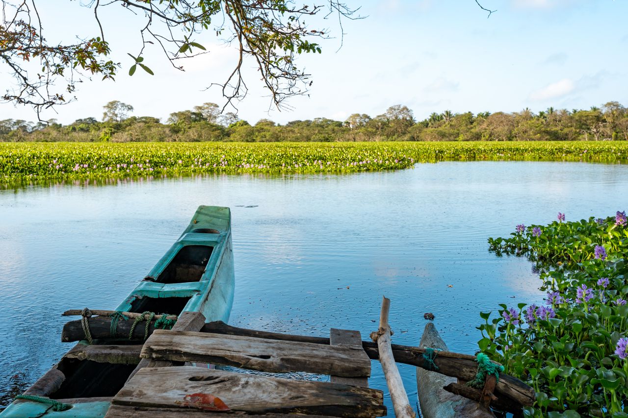 Best Guyana eSIM for travel; A rustic wooden canoe and dock in Guyana sit in a calm blue lake surrounded by dense green reeds.