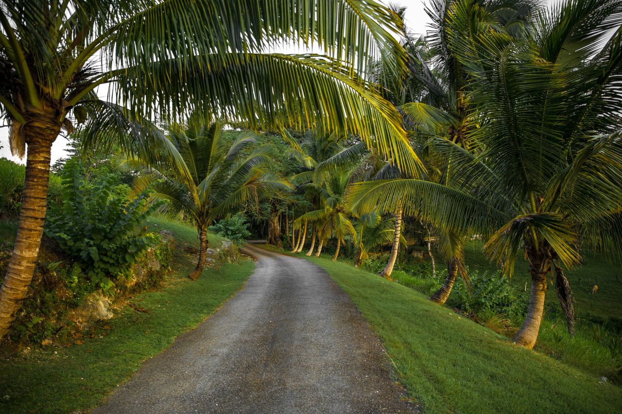 Jamaica eSIM plans for travel - photo of a winding road flanked by palm trees in a tropical setting in Jamaica
