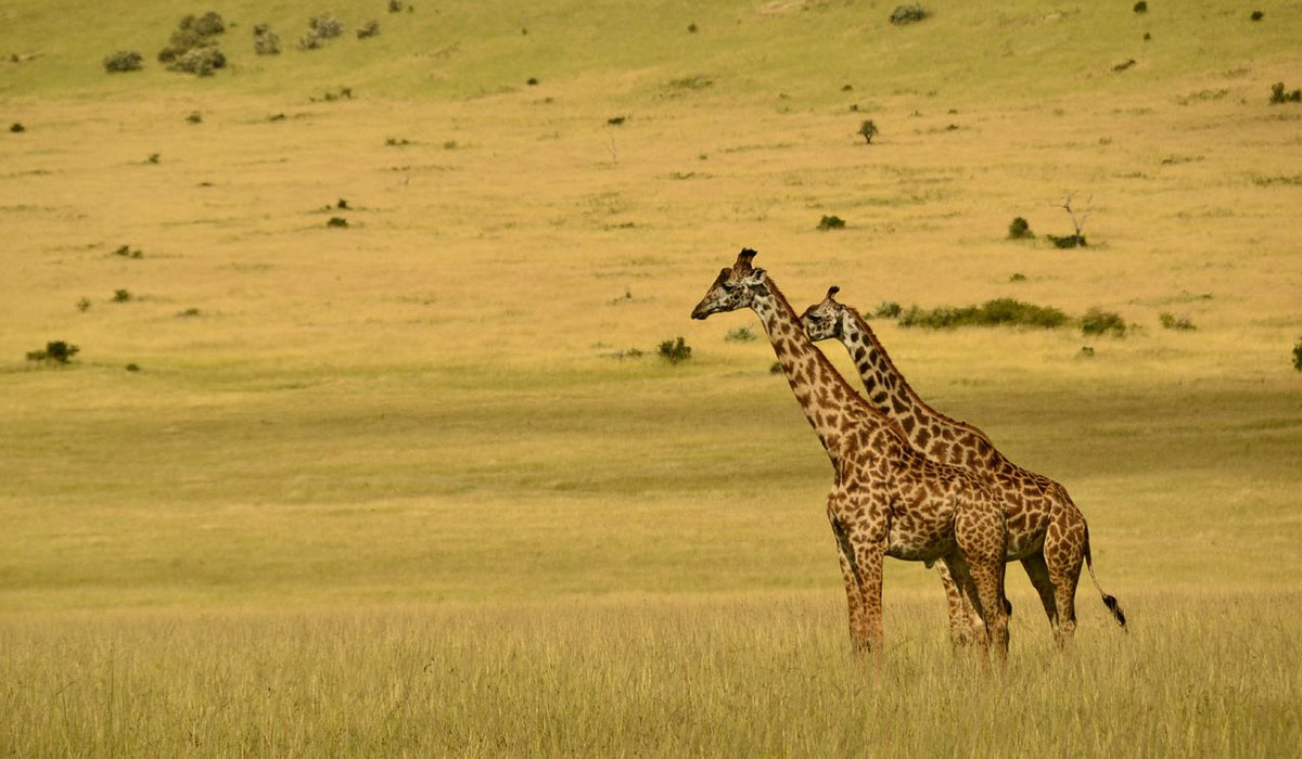 Kenya eSIM plans for travel - photo of 2 wild giraffes in Kenya