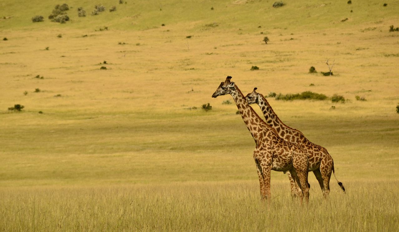 Kenya eSIM plans for travel - photo of 2 wild giraffes in Kenya