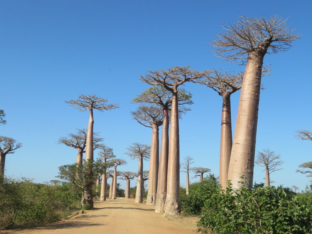 Best eSIM for Madagascar; a row of tall trees with a clear blue sky in Madagascar.