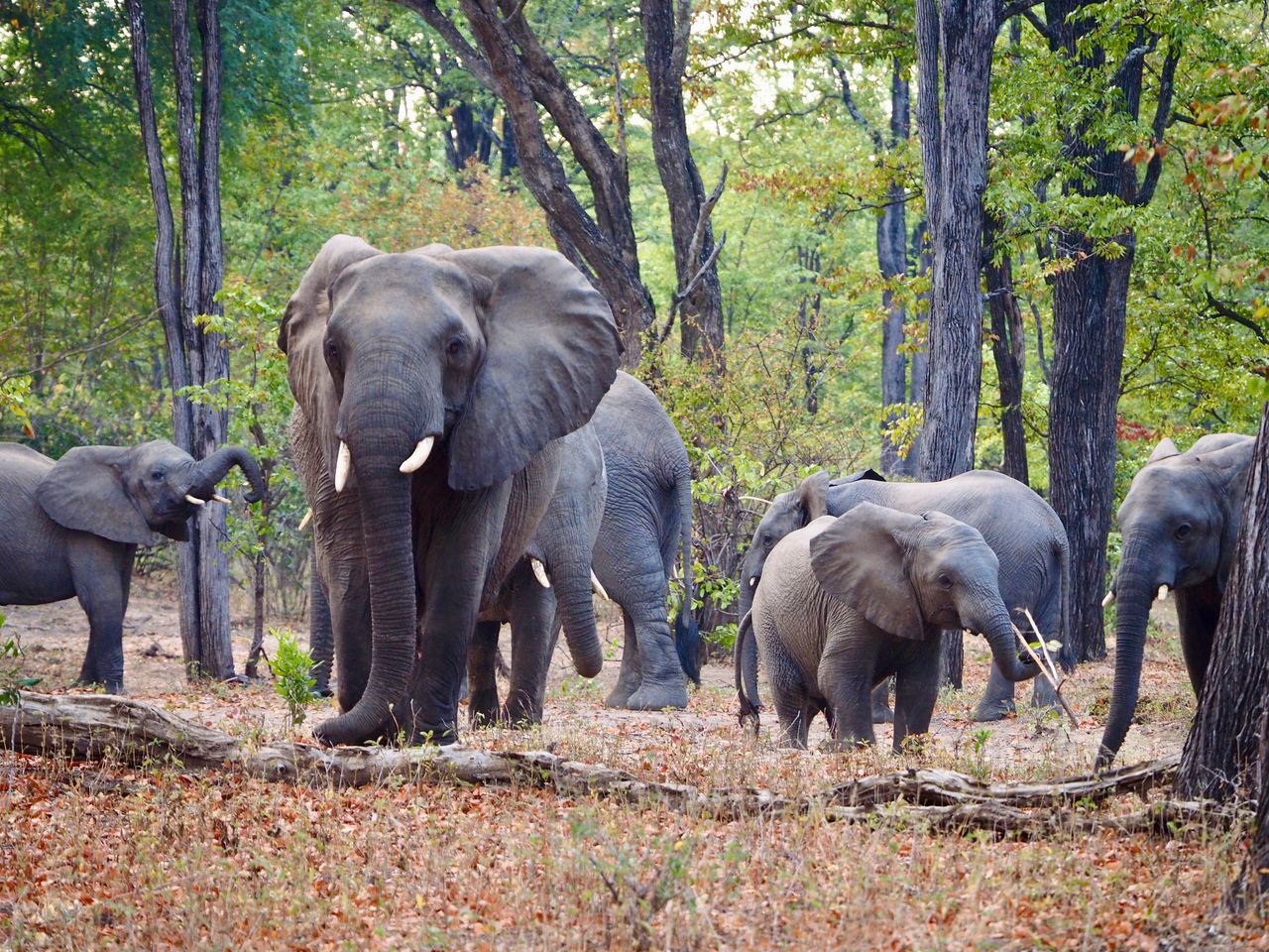 Best eSIM for Malawi; a heard of elephants in a Malawi forest.