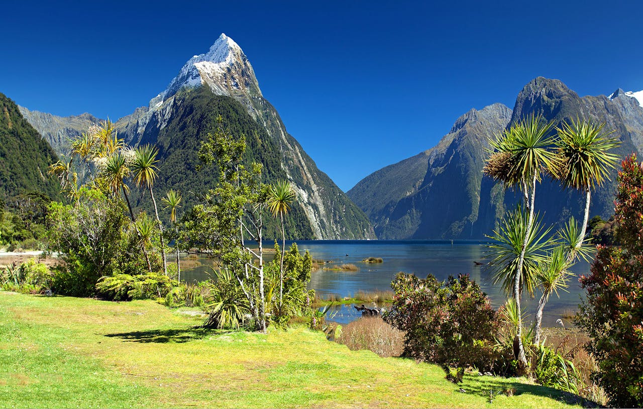 New Zealand eSIM plans for travel - photo of New Zealand flora with mountains in background