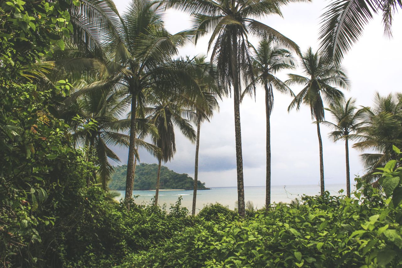 Best eSIM for Sierra Leone; a scenic tropical view with tall palm trees in the foreground, dense green foliage.