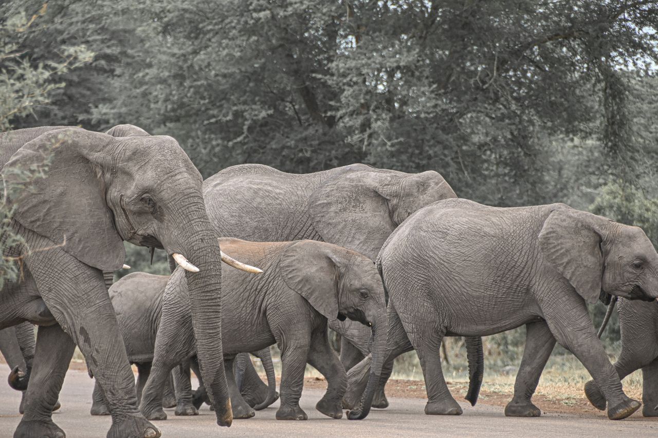 Best eSIM for South Africa - photo of a herd of elephants in South Africa
