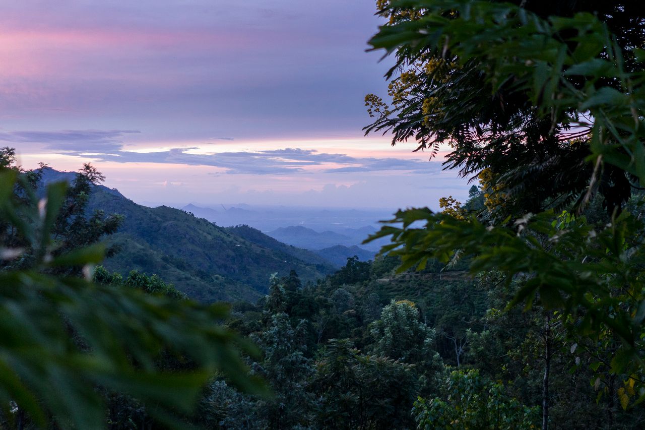 Best Sri Lanka eSIM for travel; a scenic landscape in Sri Lanka of rolling green mountains under a soft pink and purple twilight sky, framed by dark green forest foliage in the foreground.