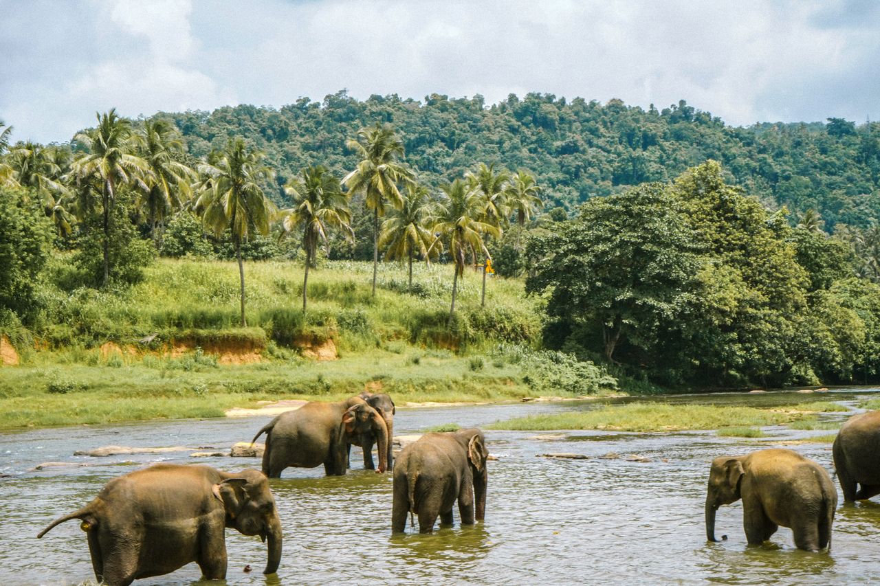 Best eSIM for Sri Lanka; elephants in Sri Lanka at water body with a lush green forest in the background