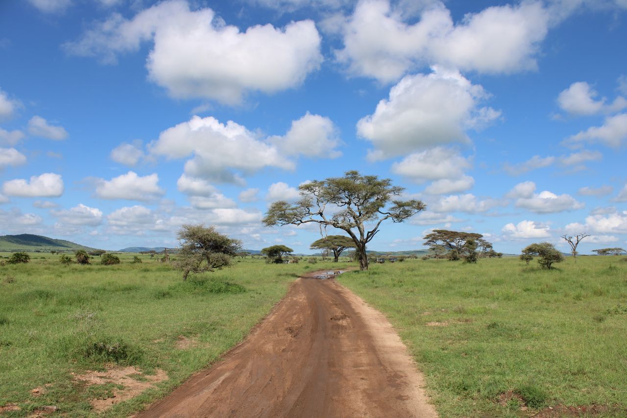 Tanzania eSIM plans for travel - photo of a dirt road leading through a grassy Tanzania landscape with trees under a blue sky with clouds.
