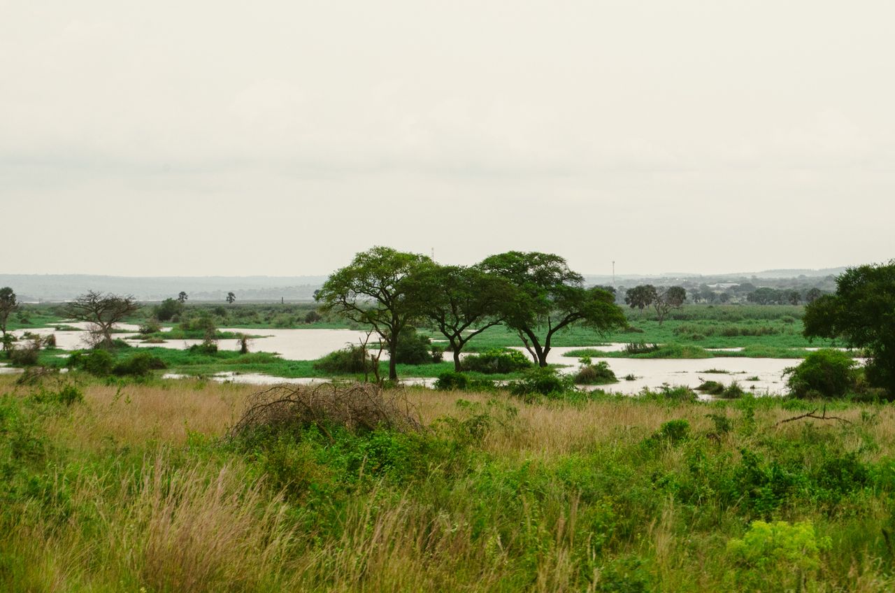 Best Uganda eSIM for travel; a wide landscape view of a marshy wetland with tall grasses in the foreground, several green trees in the middle distance.