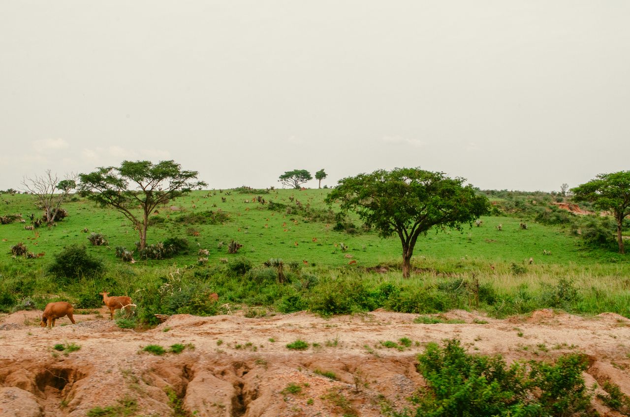 Best eSIM for Uganda: a wide landscape scene in Uganda with green grassy hills, scattered trees, and a reddish-brown rocky foreground under an overcast white sky.