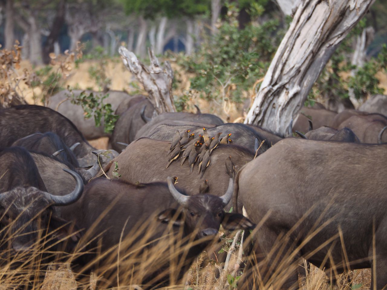 Best Zambia eSIM for travel; a herd of buffalo standing in dry grass among trees in Zambia, with several small birds perched on the backs of some animals. 